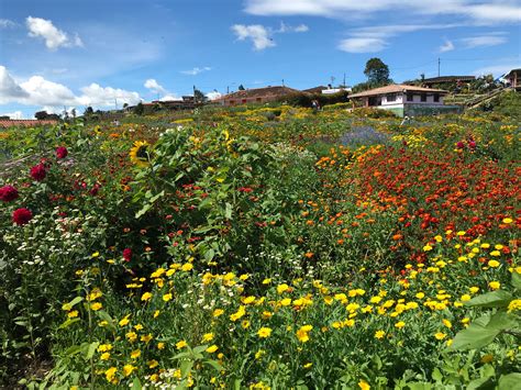 City of Eternal Spring: Medellin’s Flower Farms .